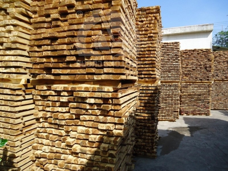 Đặc điểm của gỗ Tràm