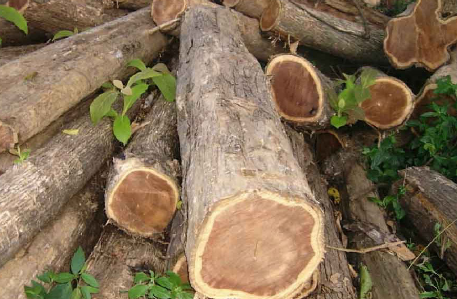 Thân cây gỗ Tếch